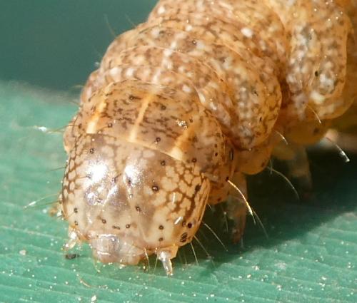 Réf. 202 952 : Noctua fimbriata